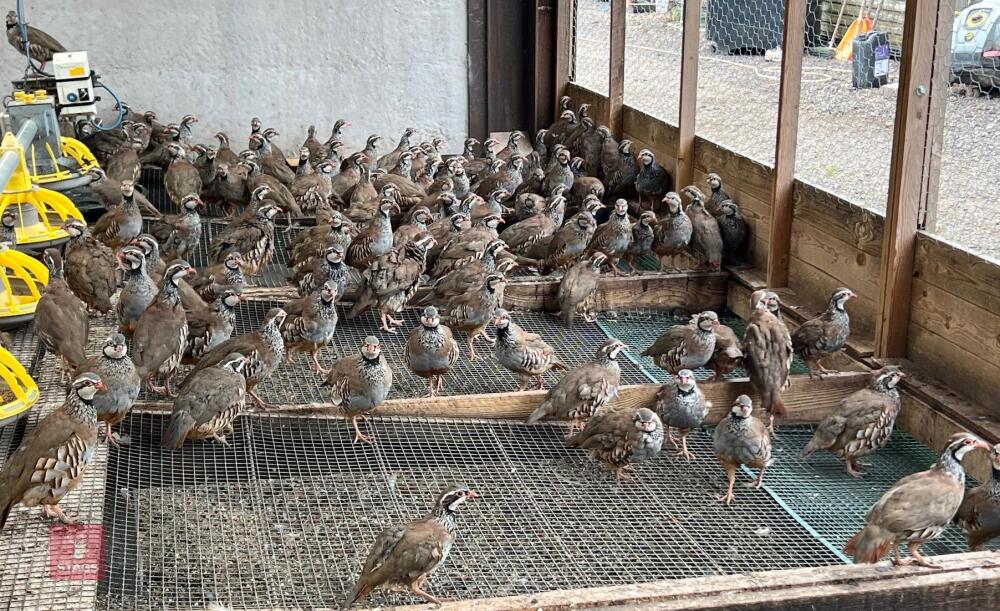 1000 EX LAY REDLEG PARTRIDGES