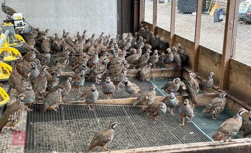 1000 EX LAY REDLEG PARTRIDGES