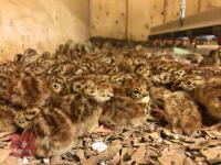 1000 DAY OLD GREY PARTRIDGES