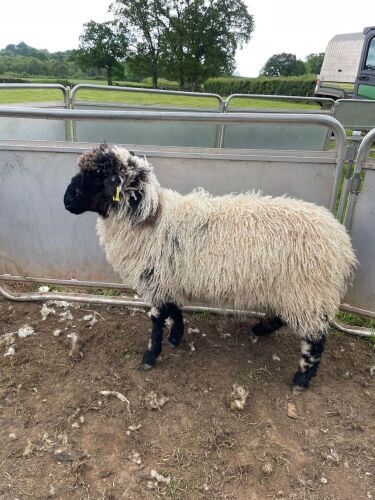 VALAIS BLACKNOSE X EWE LAMB