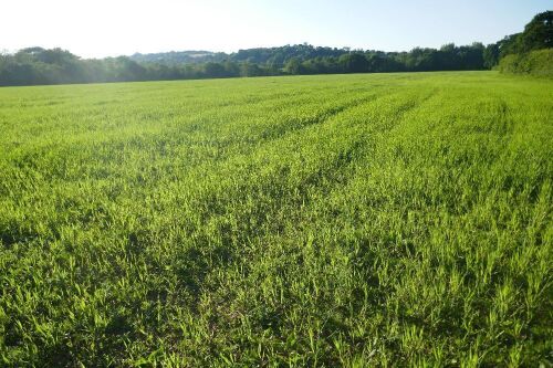 21.1 ACRES OF STANDING PEAS AND BARLEY