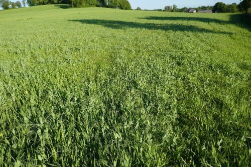 21.9 ACRES OF STANDING PEAS AND BARLEY