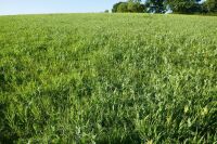 21.9 ACRES OF STANDING PEAS AND BARLEY - 2