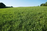 21.9 ACRES OF STANDING PEAS AND BARLEY - 4