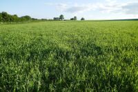 21.4 ACRES OF STANDING PEAS AND BARLEY - 2