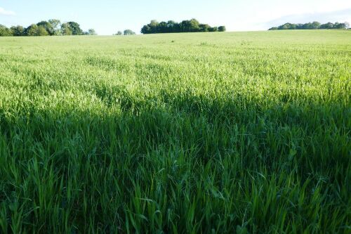 18.4 ACRES OF STANDING PEAS AND BARLEY