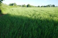 18.4 ACRES OF STANDING PEAS AND BARLEY - 2