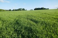 18.4 ACRES OF STANDING PEAS AND BARLEY - 5