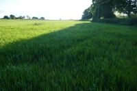 18.4 ACRES OF STANDING PEAS AND BARLEY - 6