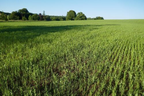 15.9 ACRES OF STANDING PEAS AND BARLEY