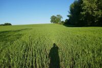 15.9 ACRES OF STANDING PEAS AND BARLEY - 2