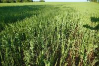 15.9 ACRES OF STANDING PEAS AND BARLEY - 3