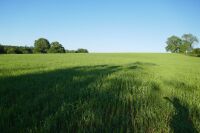 15.9 ACRES OF STANDING PEAS AND BARLEY - 5