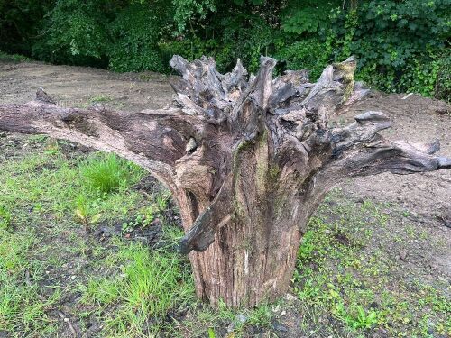 LARGEST OAK TREE CLUSTER