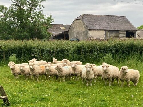 20 DORSET EWE LAMBS