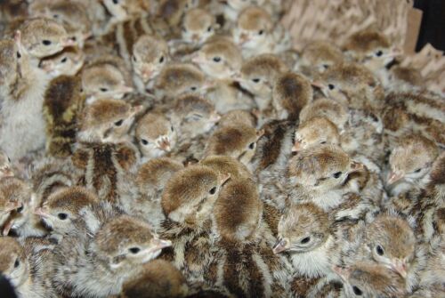 1000 REDLEG PARTRIDGE