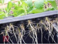 HYDROPOD CUTTINGS PROPAGATOR - 15