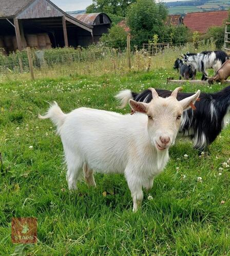 PEDIGREE REGISTERED PYGMY GOAT