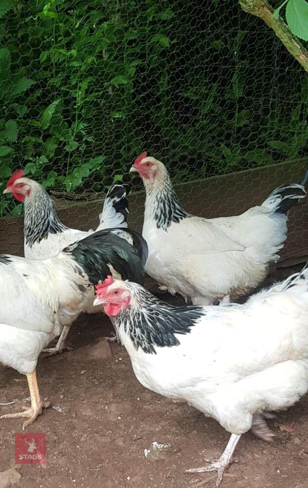 3 LIGHT SUSSEX HENS (BIDS PER HEN)