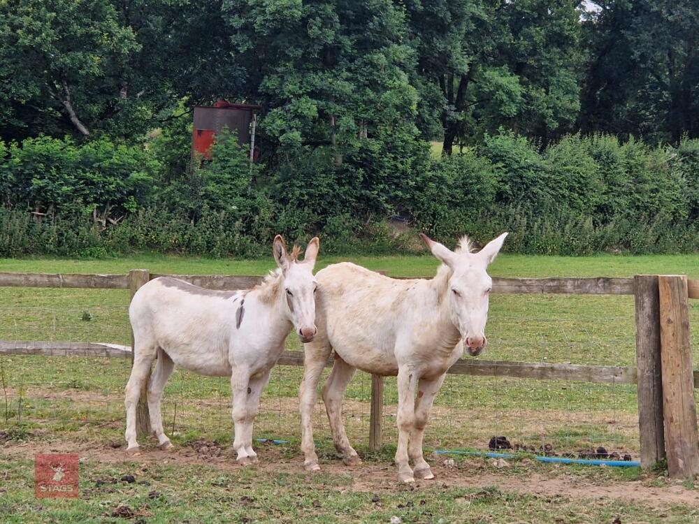 2 x 3 YEAR OLD DONKEYS (BID PRICE IS FOR BOTH DONKEYS)