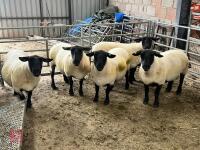 5 X 2019 BORN PEDIGREE SUFFOLK EWES (BIDS PER LIFE) - 3