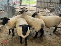 5 X 2019 BORN PEDIGREE SUFFOLK EWES (BIDS PER LIFE) - 4