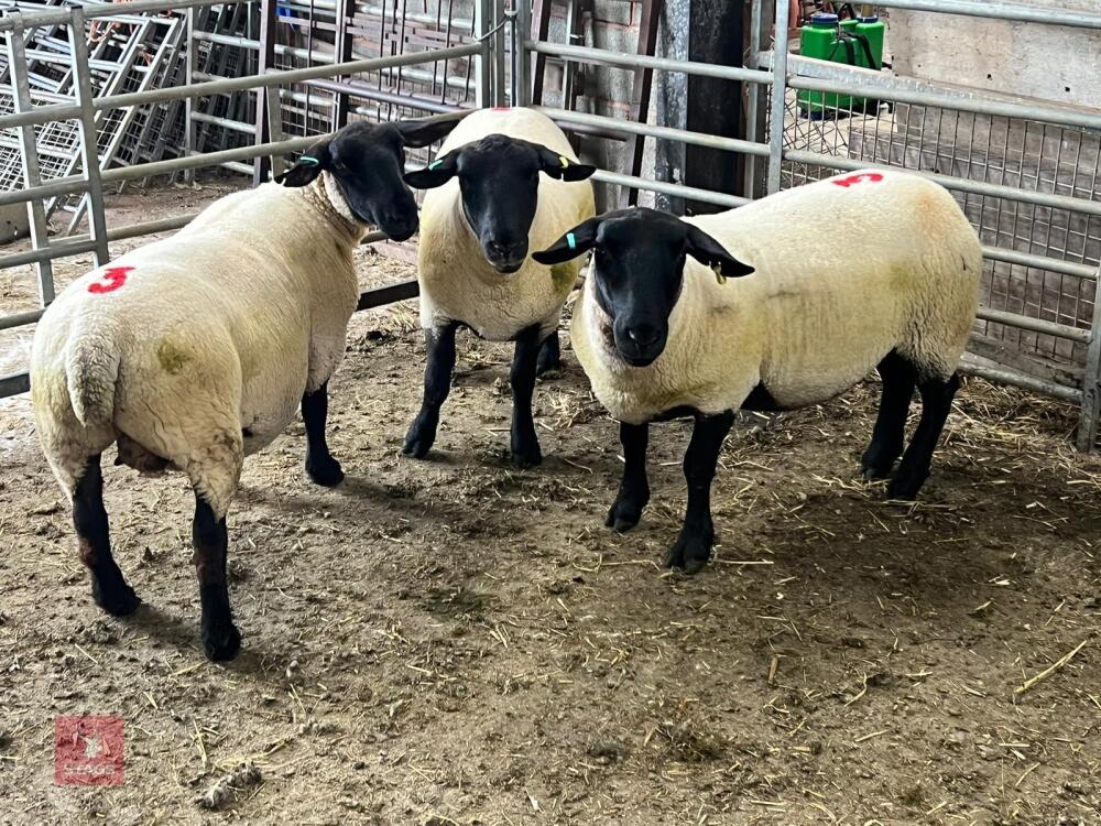 3 X 2021 BORN PEDIGREE SUFFOLK EWES (BIDS PER LIFE)