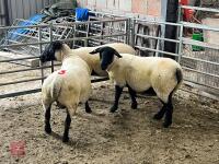 3 X 2021 BORN PEDIGREE SUFFOLK EWES (BIDS PER LIFE) - 3