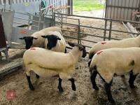 5 X 2022 BORN PEDIGREE SUFFOLK EWES (BIDS PER LIFE) - 3