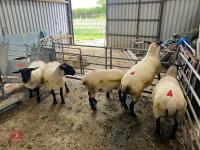 5 X 2022 BORN PEDIGREE SUFFOLK EWES (BIDS PER LIFE) - 5