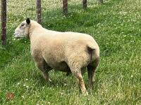 2022 CHAROLAIS RAM - 6