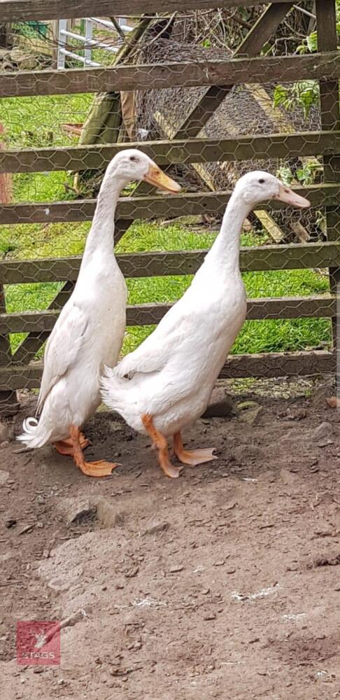 BREEDING PAIR OF WHITE INDIAN RUNNERS