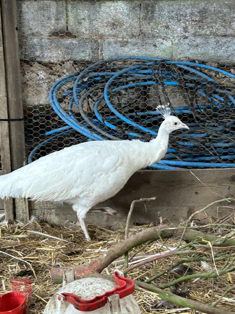 TRIO OF WHITE PEAFOWL (BIDS PER BIRD)