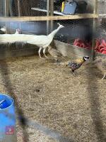 TRIO OF WHITE PEAFOWL (BIDS PER BIRD) - 2