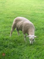 18MO LLEYN PURE BRED SHEARLING RAM - 2