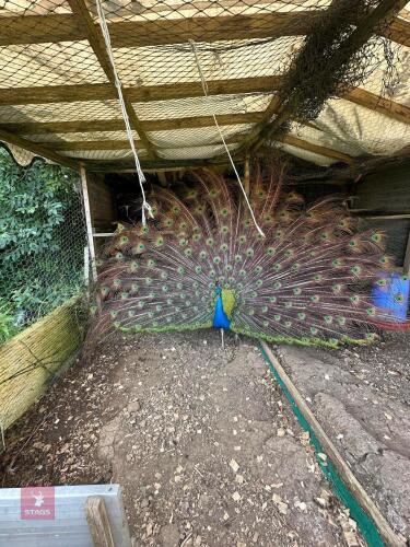 3YO INDIAN BLUE PEACOCK