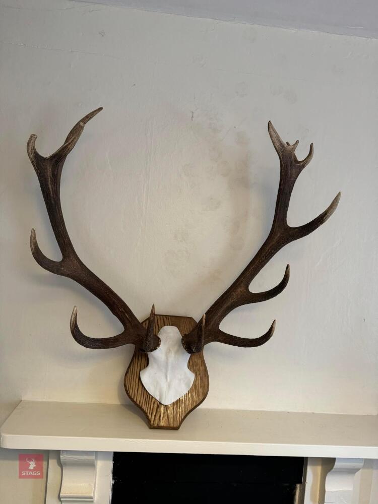 14 POINT RED DEER CAST ANTLERS