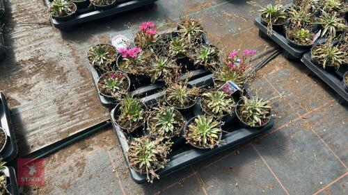 16 LEWISIA 'LITTLE RASPBERRY'