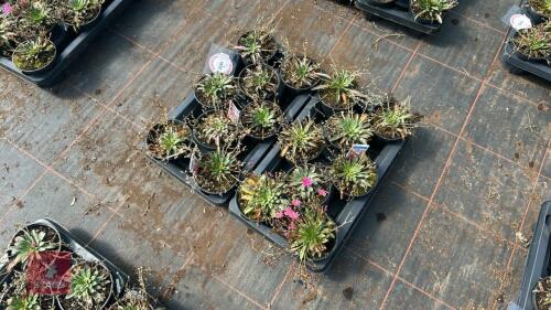 16 LEWISIA 'LITTLE RASPBERRY'