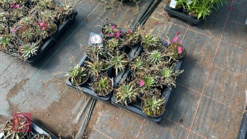 16 LEWISIA 'LITTLE RASPBERRY'