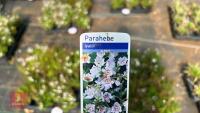 16 PARAHEBE LYALLII - 4