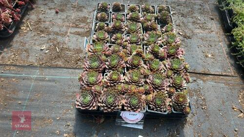 40 SEMPERVIVUM 'JUNGLE FIRE'