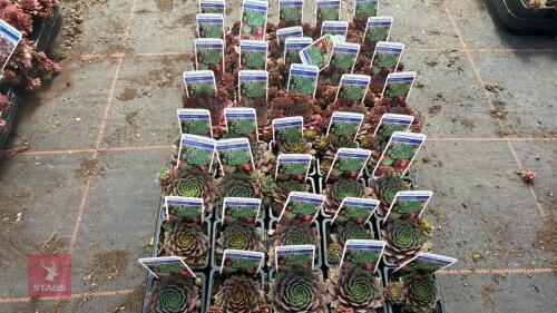 20 SEMPERVIVUM 'JUNGLE FIRES & 20 RUBIN'