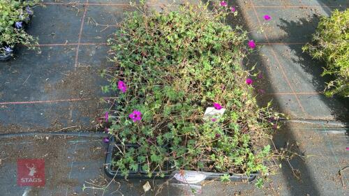 40 GERANIUM 'SUBCAULESCENS'