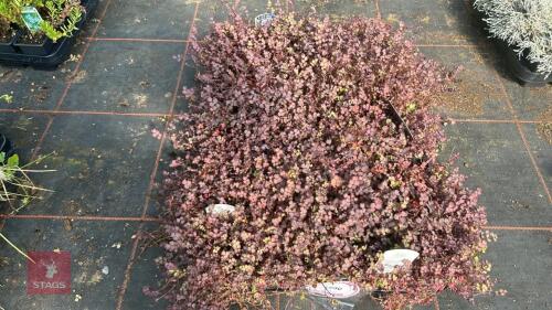 40 ACAENA 'PURPUREA'