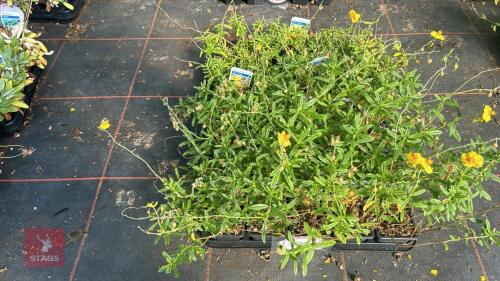 40 HELIANTHEMUM 'BEN FHADA'