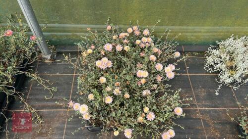 40 LAMPRANTHUS 'TANGERINE PINK'