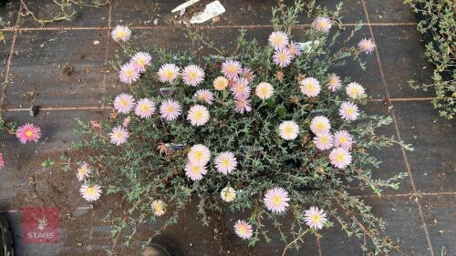 20 LAMPRANTHUS 'TANGERINE PINK'