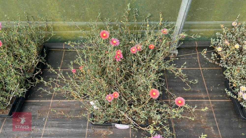 40 LAMPRANTHUS ROSEUS