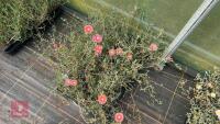 40 LAMPRANTHUS ROSEUS - 2